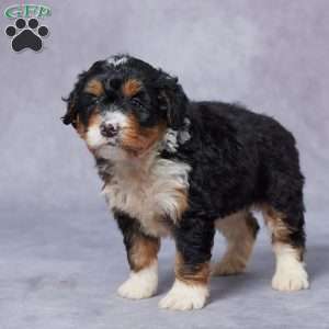 Lyla, Mini Bernedoodle Puppy